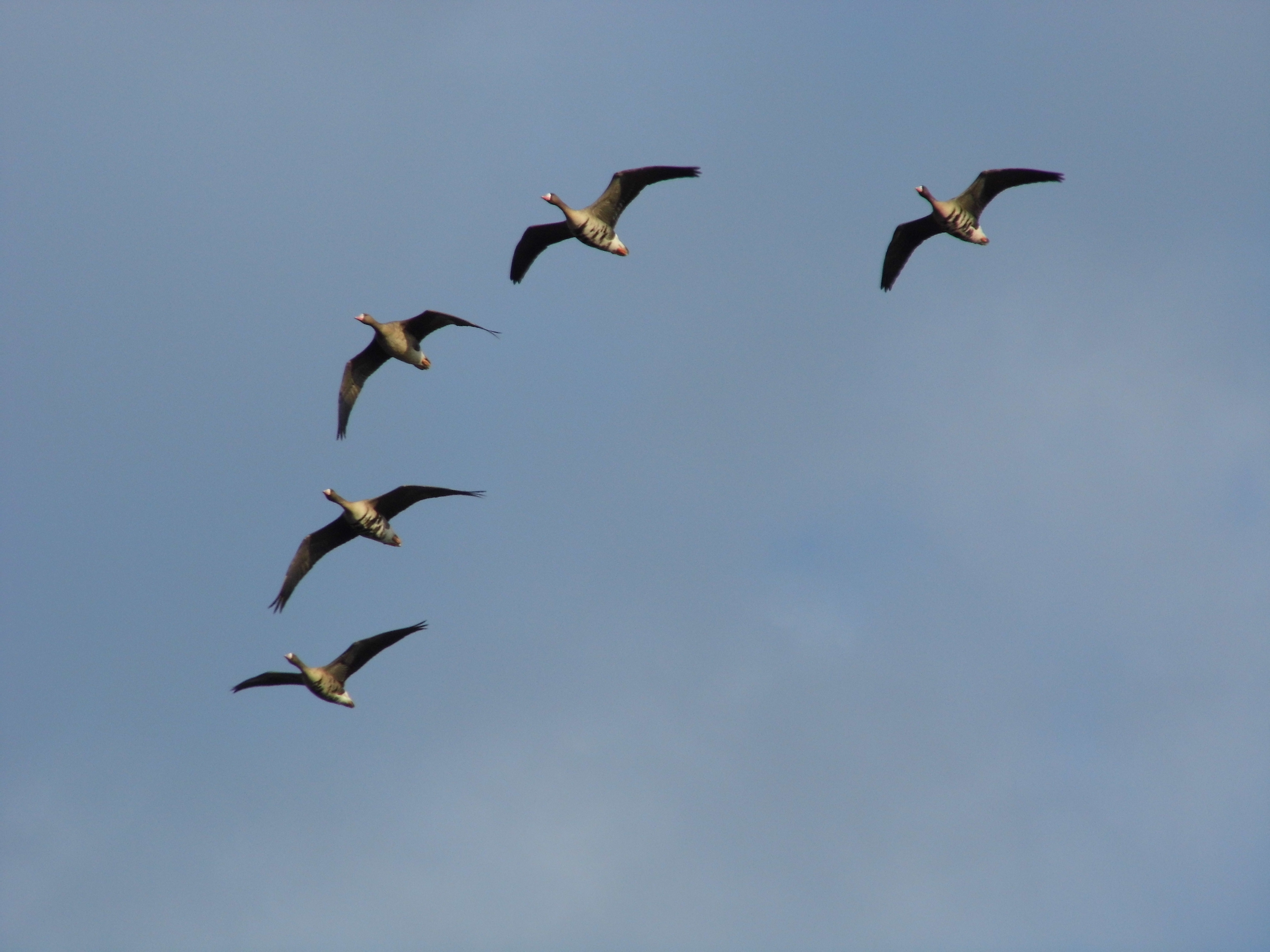 Migratory  geese.